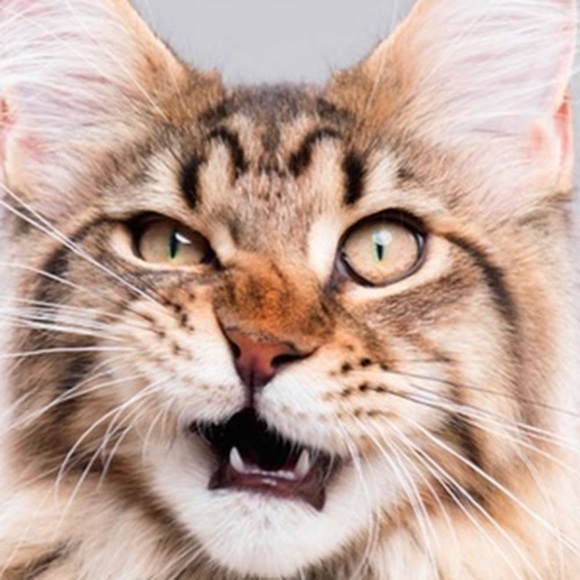 Meet your Posher, Michele - Picture 1 of 1